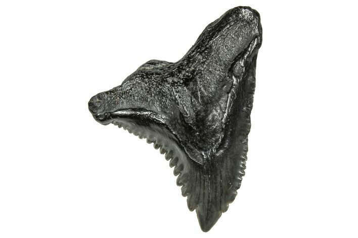 Snaggletooth Shark (Hemipristis) Tooth - South Carolina #359086